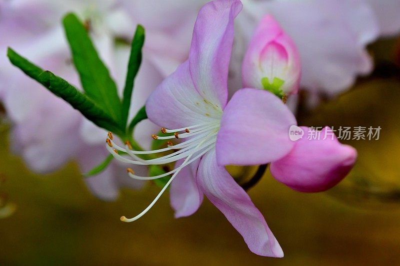 杜鹃花/皇家杜鹃花